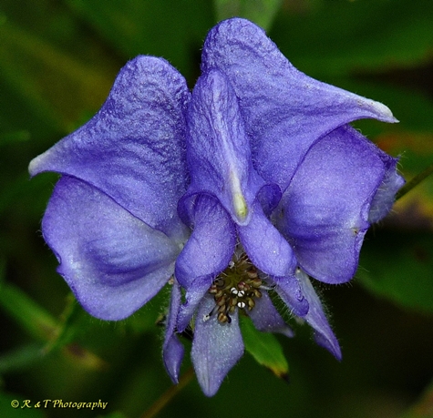 {Aconitum uncinatum}